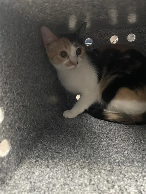 A young medium-sized female Domestic Short Hair cat named Ivy for adoption in Dallas, TX