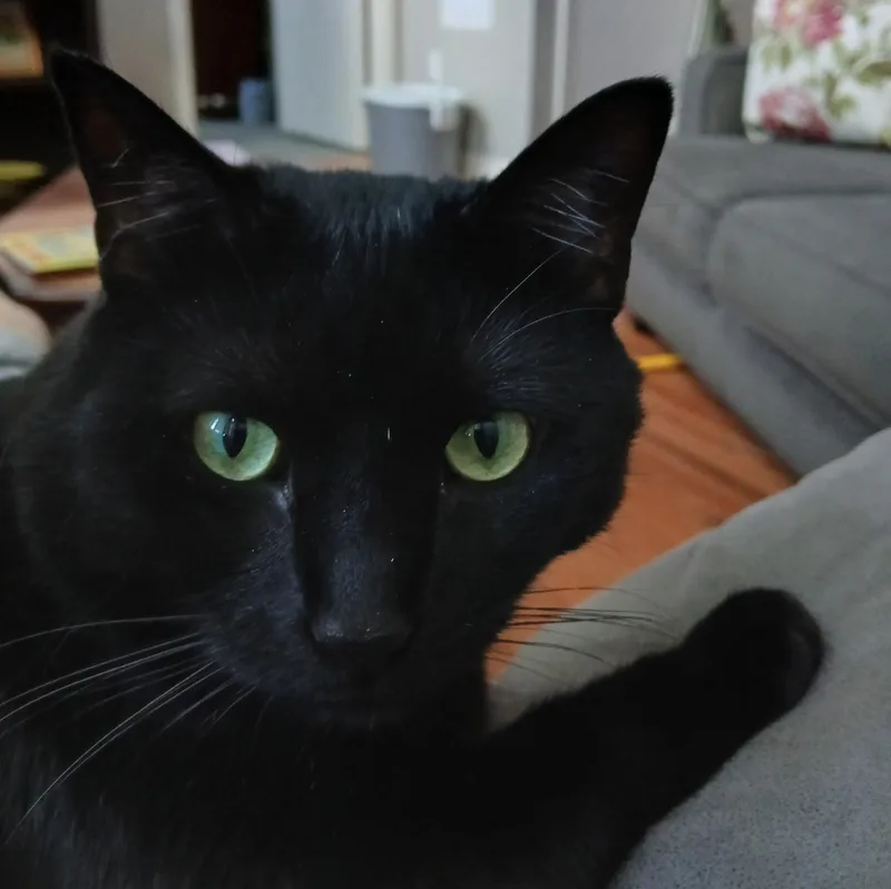 An adult medium-sized male Black Domestic Short Hair cat named Harry for adoption in Lansdowne, PA