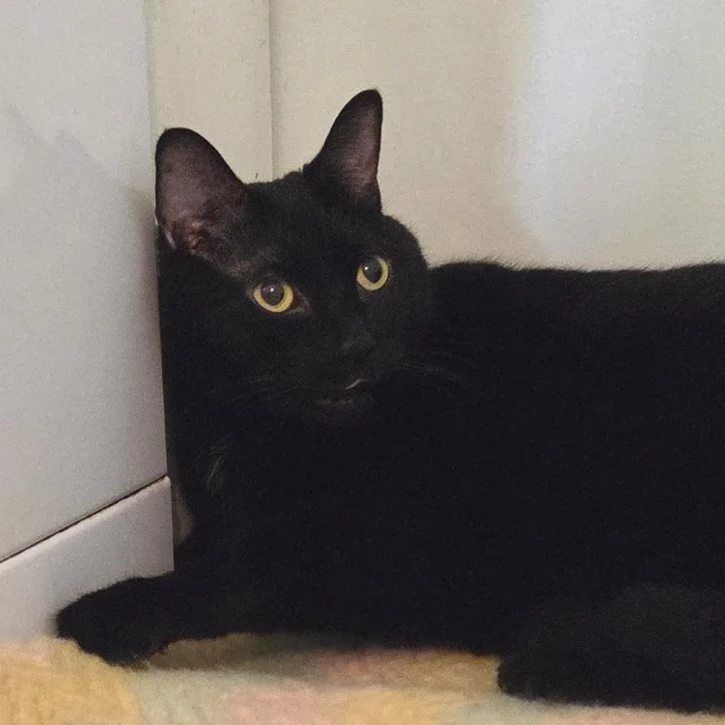A senior large-sized male Black Domestic Short Hair cat named Loki for adoption in Brimfield, MA