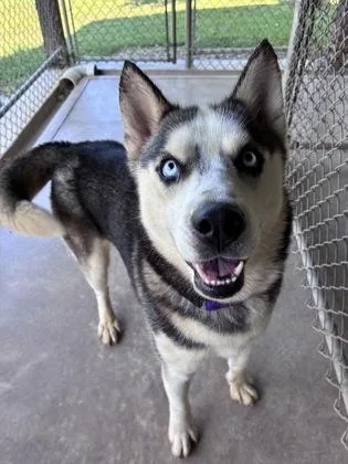 A young medium-sized female Husky dog named Everest for adoption in Bloomsburg, PA