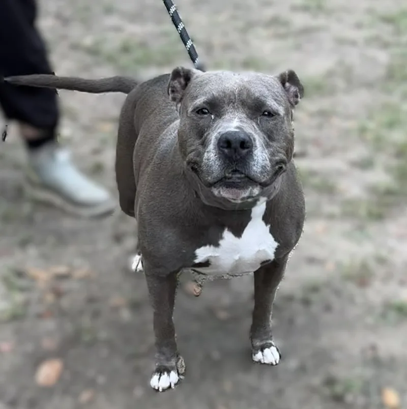 A senior large-sized female Gray / Blue / Silver Mixed Breed dog named Emma for adoption in Slidell, LA