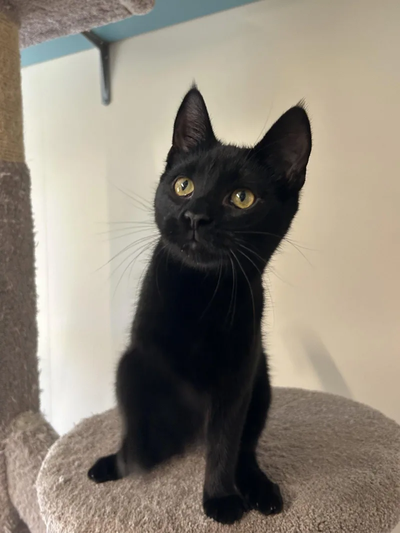 A young medium-sized female Black Domestic Short Hair cat named Maeve for adoption in Arlington, VT