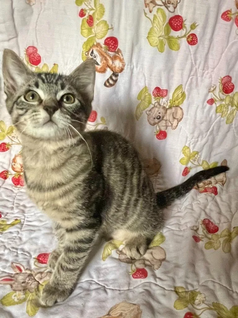 A baby large-sized male Tabby cat named CharcoalSQUIRTLE for adoption in Nacogdoches, TX
