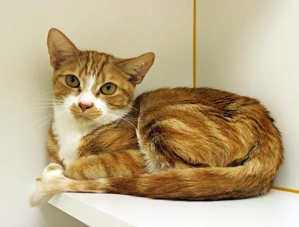 An adult small-sized female Orange & White Domestic Short Hair cat named Nyla for adoption in Mansfield, MA