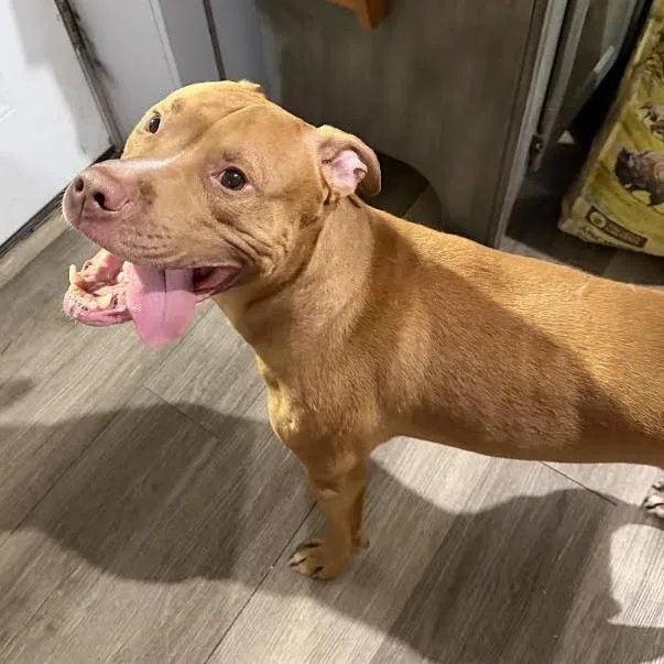 An adult medium-sized male Brown / Chocolate Mixed Breed dog named Rocco for adoption in Wappingers Falls, NY