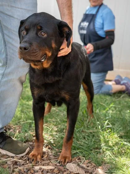 An adult large-sized female Mixed Breed dog named Sahara for adoption in Chamblee, GA