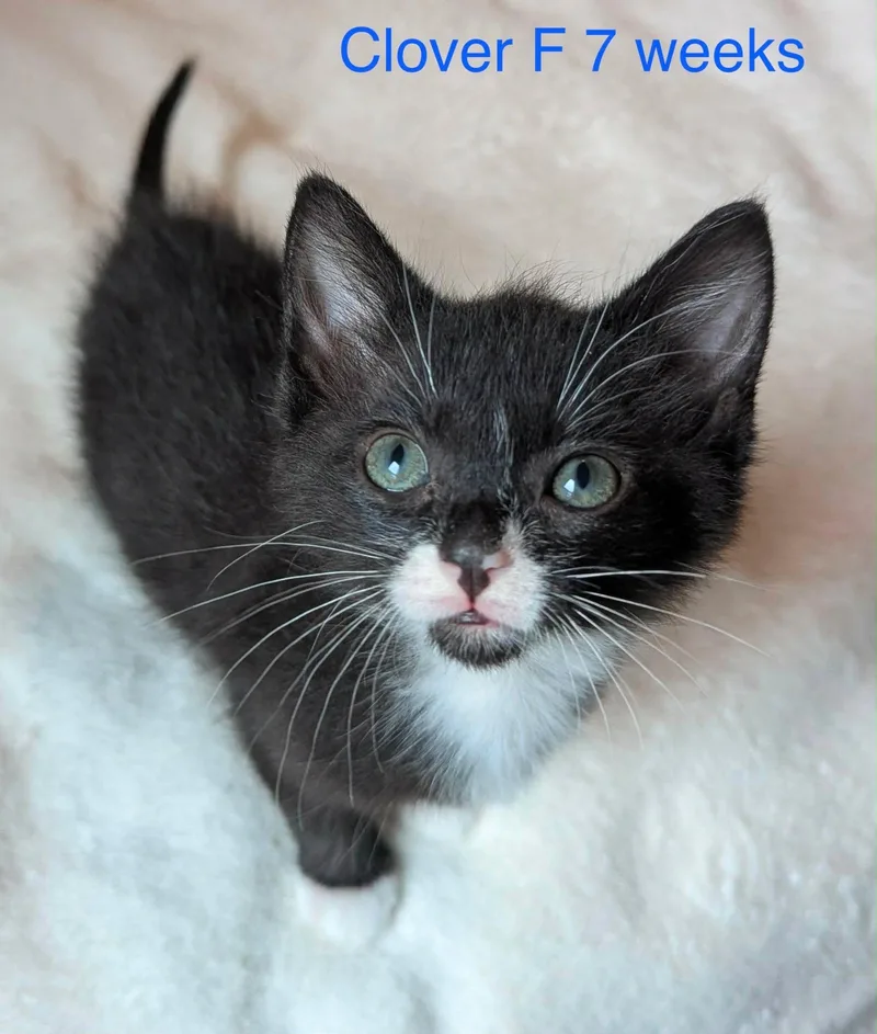 A baby medium-sized female Black & White / Tuxedo Domestic Medium Hair cat named Clover for adoption in Fort Payne, AL