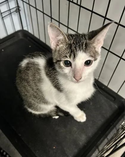 A baby small-sized male Domestic Short Hair cat named Nimbus for adoption in Palm Coast, FL