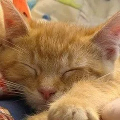 A baby small-sized male Orange / Red Domestic Short Hair cat named Hadean CI for adoption in Union, MO