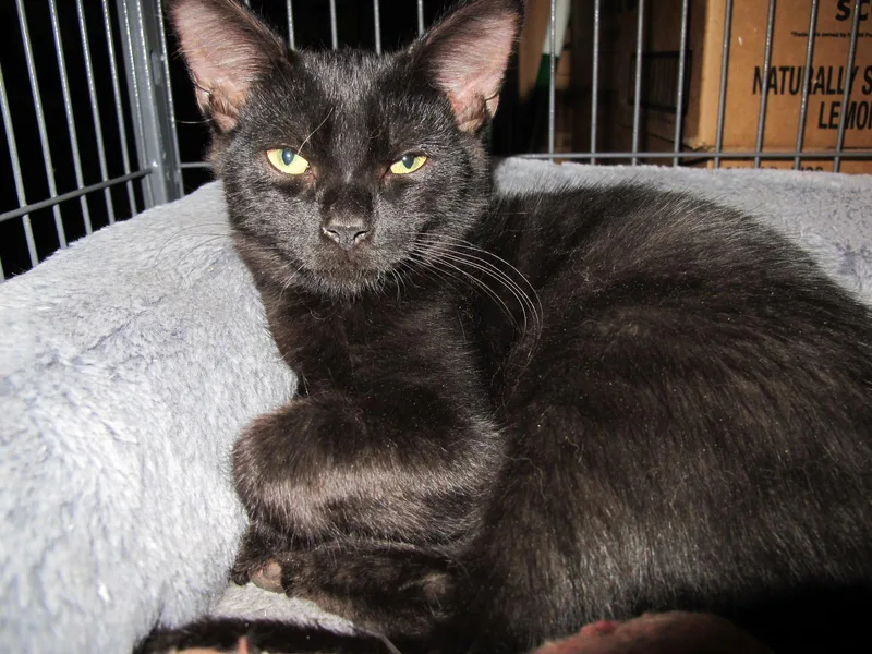 A baby medium-sized male Black Domestic Short Hair cat named Brigadoon for adoption in Richmond, VA