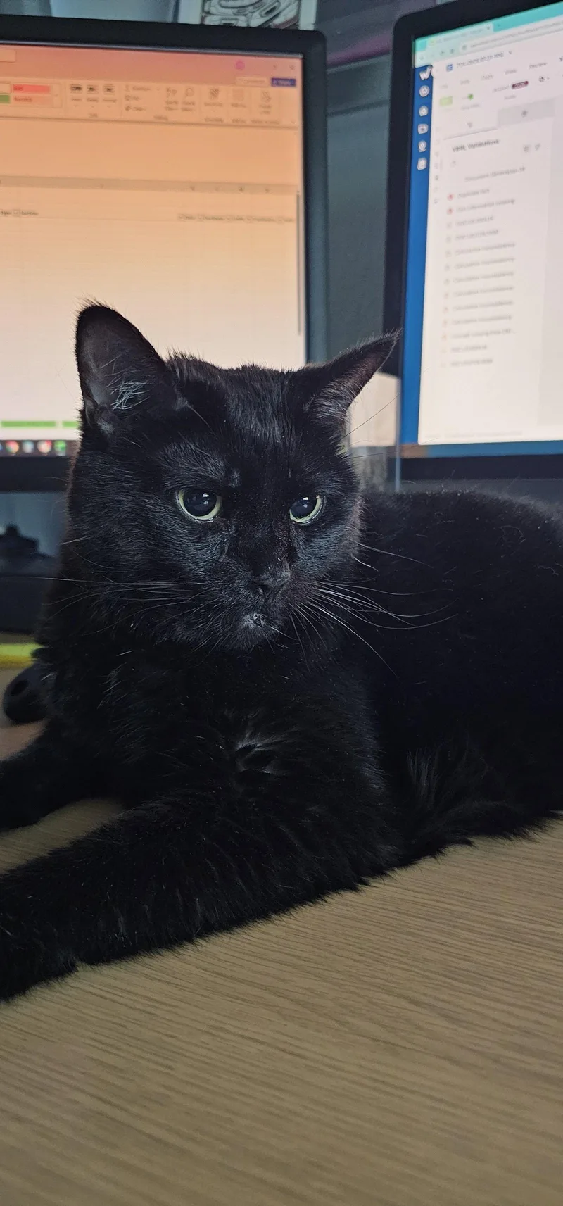 An adult large-sized female Black Domestic Short Hair cat named Bailey for adoption in Aurora, CO