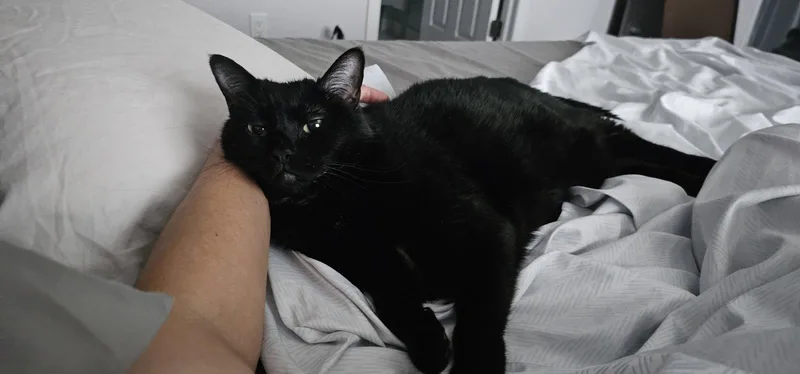 Bailey thumbnail 3