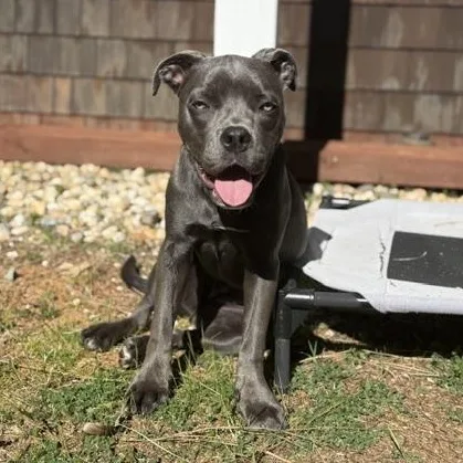 Courtesy Listing Bugsy