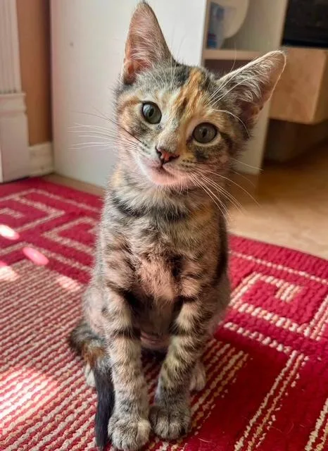 A baby small-sized female Tabby (Brown / Chocolate) Domestic Medium Hair cat named Squirt for adoption in Santa Maria, CA