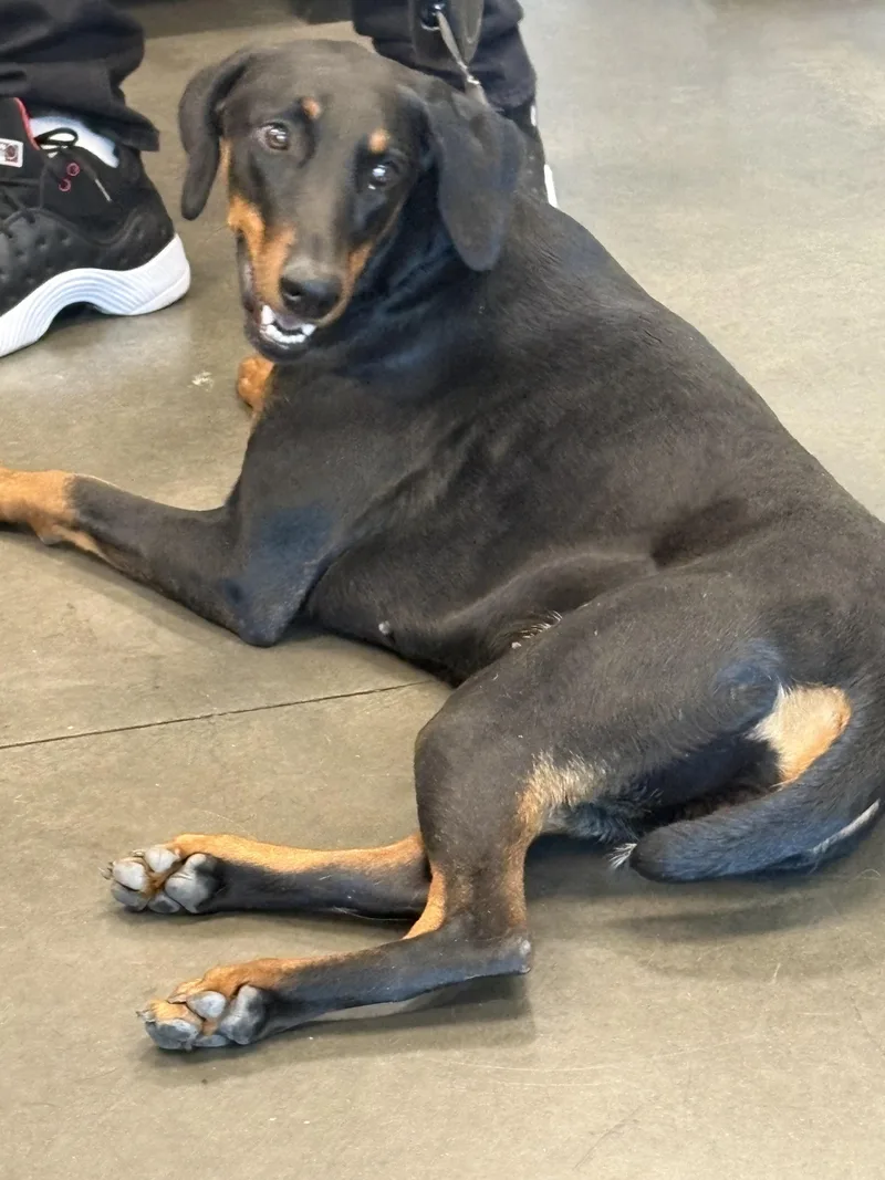 A young medium-sized female Doberman Pinscher dog named Bella for adoption in Chatsworth, CA
