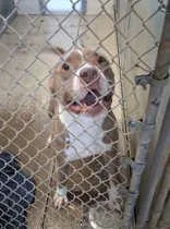 An adult large-sized male Brown / Chocolate Pit Bull Terrier dog named Bomber for adoption in Moline, IL