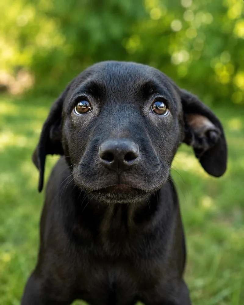 A baby extra large-sized male Labrador Retriever dog named Zane for adoption in North Syracuse, NY