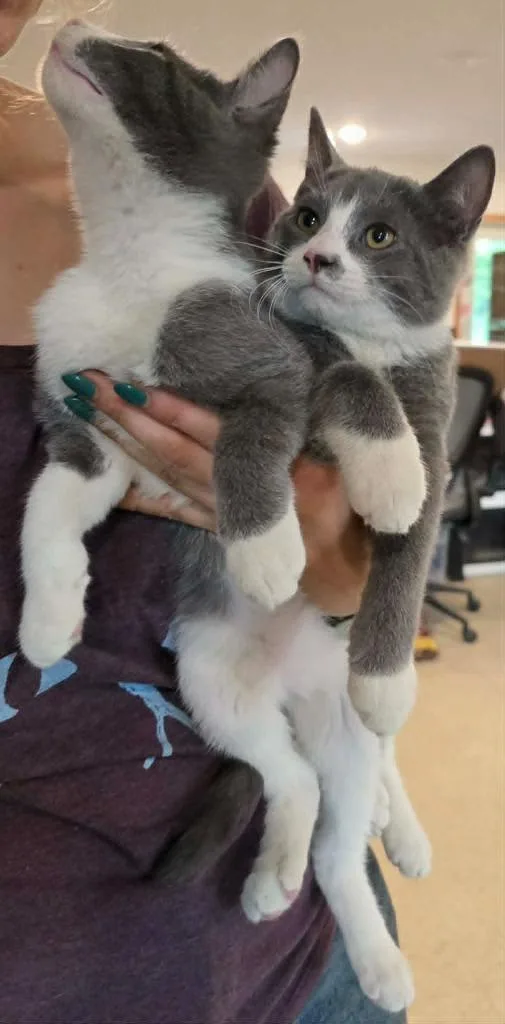 A baby medium-sized male Domestic Short Hair cat named Cosmo for adoption in Sprakers, NY