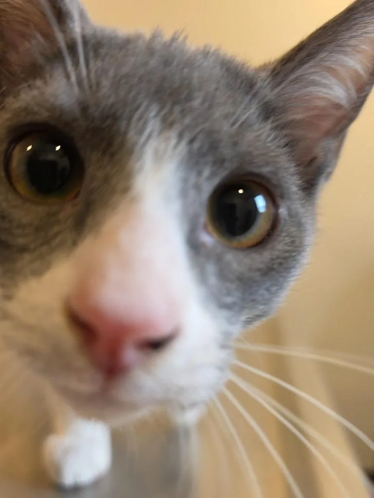 Cosmo thumbnail 2