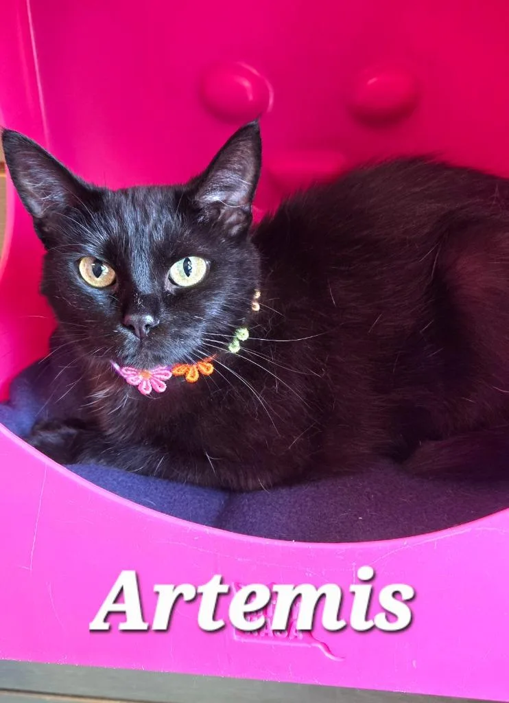 A young large-sized female Domestic Short Hair cat named Artemis for adoption in Sidney, OH