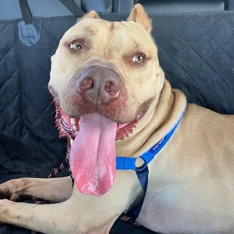 An adult large-sized male Brown / Chocolate Mixed Breed dog named Rhys for adoption in West Palm Beach, FL