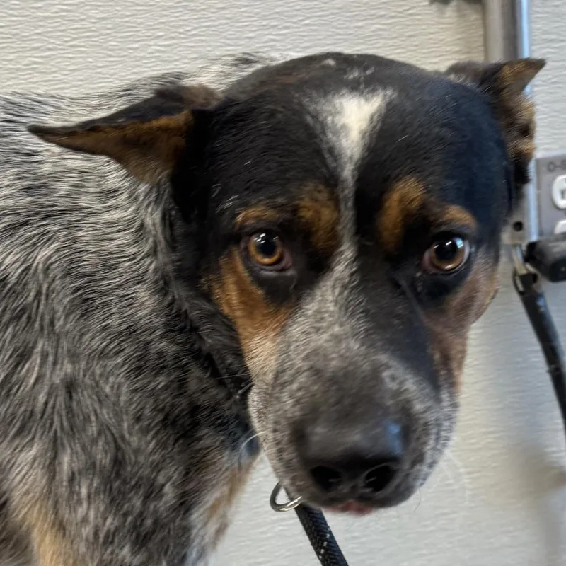 An adult medium-sized male Gray / Blue / Silver Mixed Breed dog named Gonzalez for adoption in Las Cruces, NM