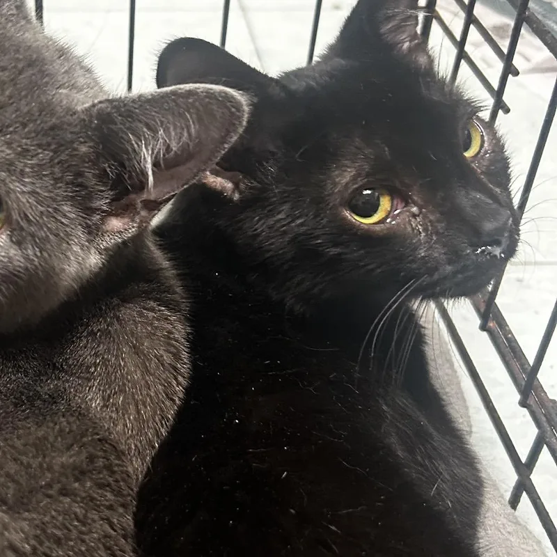 A young medium-sized female Gray / Blue / Silver Domestic Short Hair cat named Jarjar for adoption in Philadelphia, PA