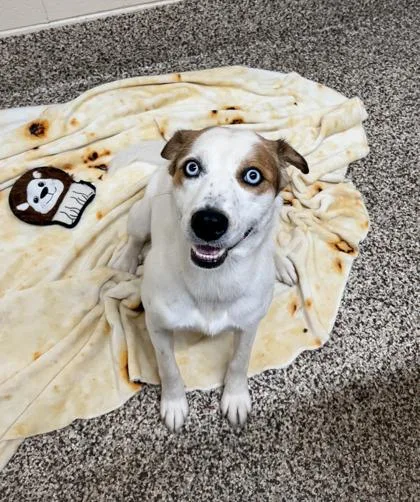 A young medium-sized female Mixed Breed dog named Bristol for adoption in Westland, MI