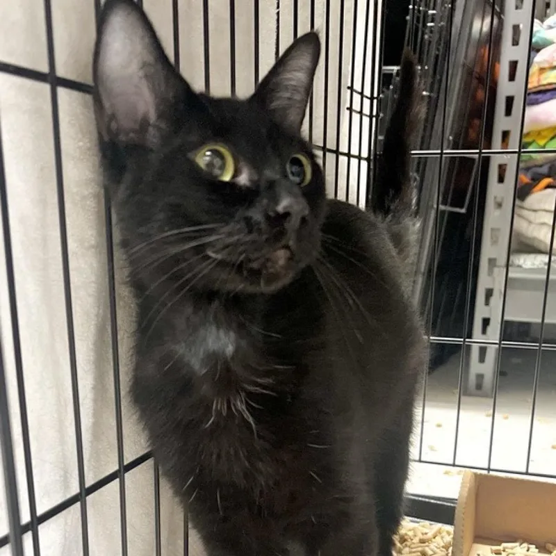 An adult large-sized female Black Domestic Short Hair cat named Maleficent for adoption in New York, NY