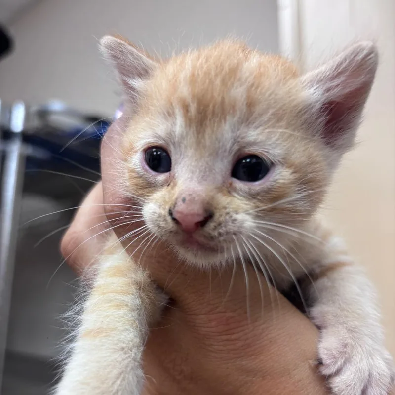 A baby small-sized female Brown / Chocolate Domestic Short Hair cat named Robin for adoption in Santa Barbara, CA