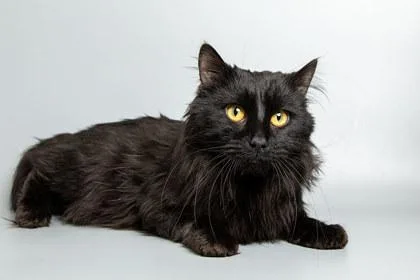 An adult small-sized male Domestic Short Hair cat named Zoobie for adoption in Longmont, CO