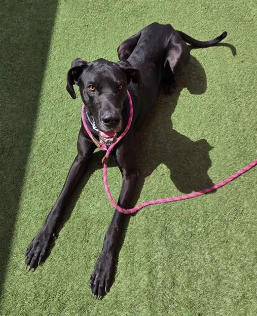 An adult extra large-sized male Great Dane dog named Mickey for adoption in Sacramento, CA