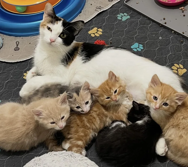 A baby medium-sized female Domestic Short Hair cat named Spumoni for adoption in Port Washington, WI