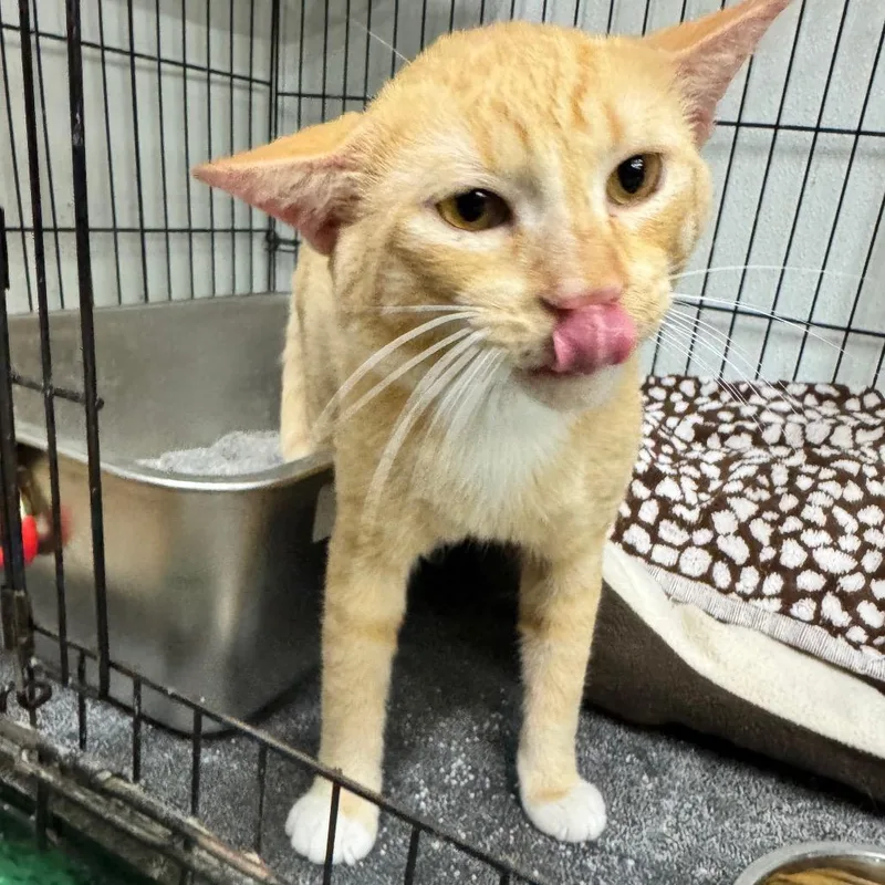 A young medium-sized male Buff / Tan / Fawn Domestic Short Hair cat named Chase for adoption in Hamburg, NY