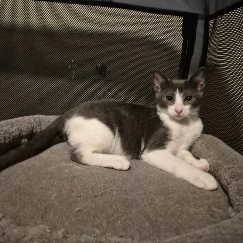 A baby small-sized male Gray / Blue / Silver Domestic Short Hair cat named Red Vine for adoption in Lutz, FL