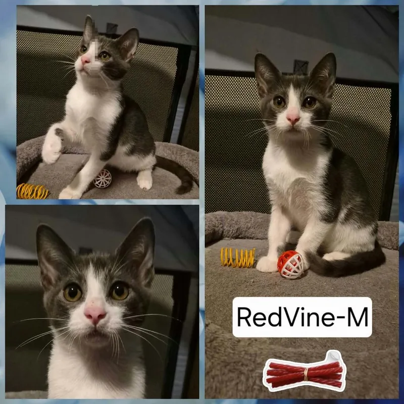Red Vine thumbnail 4