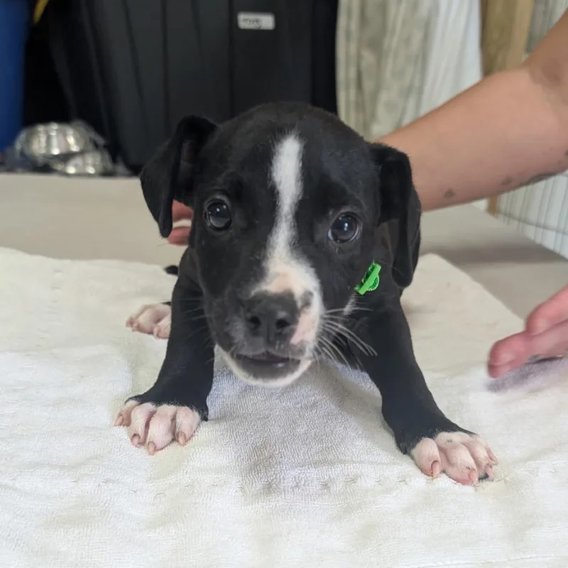 A baby small-sized male Black Mixed Breed dog named Chester for adoption in Frederiksted, VI