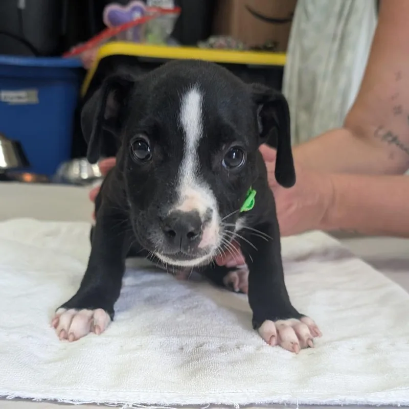 Chester thumbnail 3