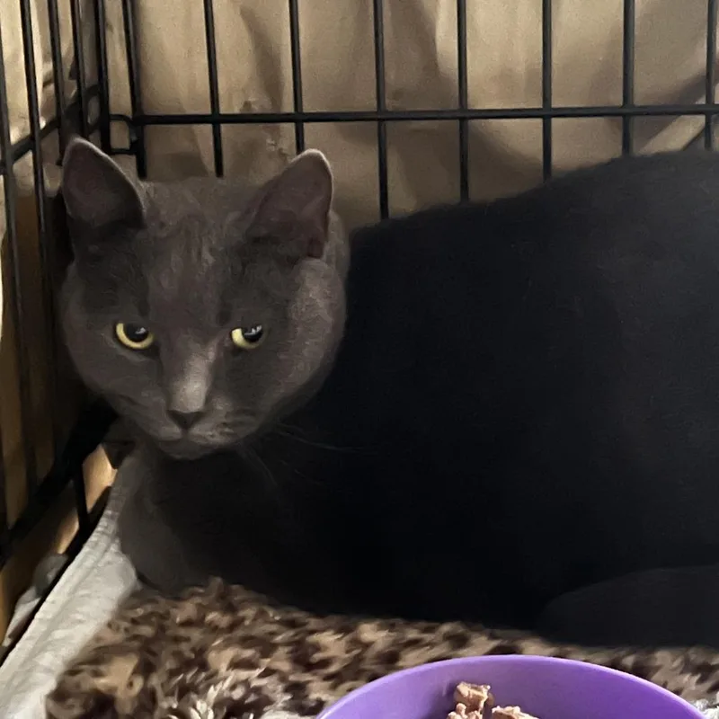 An adult large-sized female Gray / Blue / Silver Domestic Short Hair cat named Pumpkin for adoption in Middletown, NY
