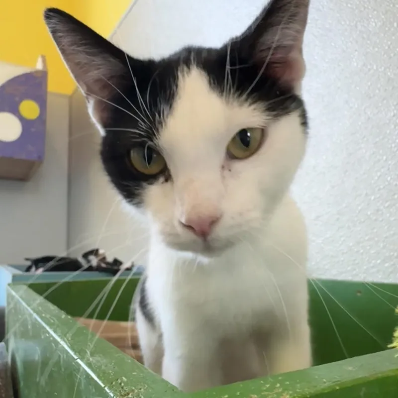 An adult small-sized female White Domestic Short Hair cat named Sandy for adoption in West Des Moines, IA
