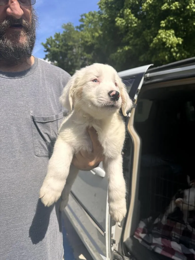 A baby large-sized male Border Collie dog named Coconut for adoption in Lawrenceburg, TN