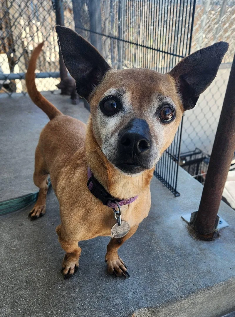 An adult small-sized male Brown / Chocolate Chihuahua dog named Coco for adoption in La Salle, IL