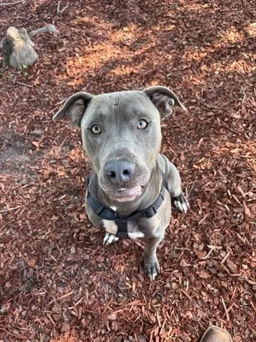 An adult medium-sized male Pit Bull Terrier dog named Shadow for adoption in Panama City, FL