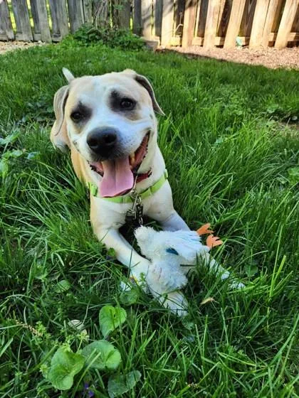 An adult large-sized male Mixed Breed dog named Gator for adoption in Fairfax, VA