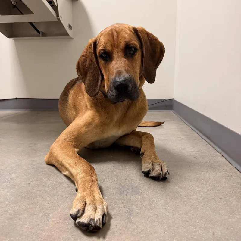 An adult large-sized male Redbone Coonhound dog named Cooper for adoption in Cumming, GA
