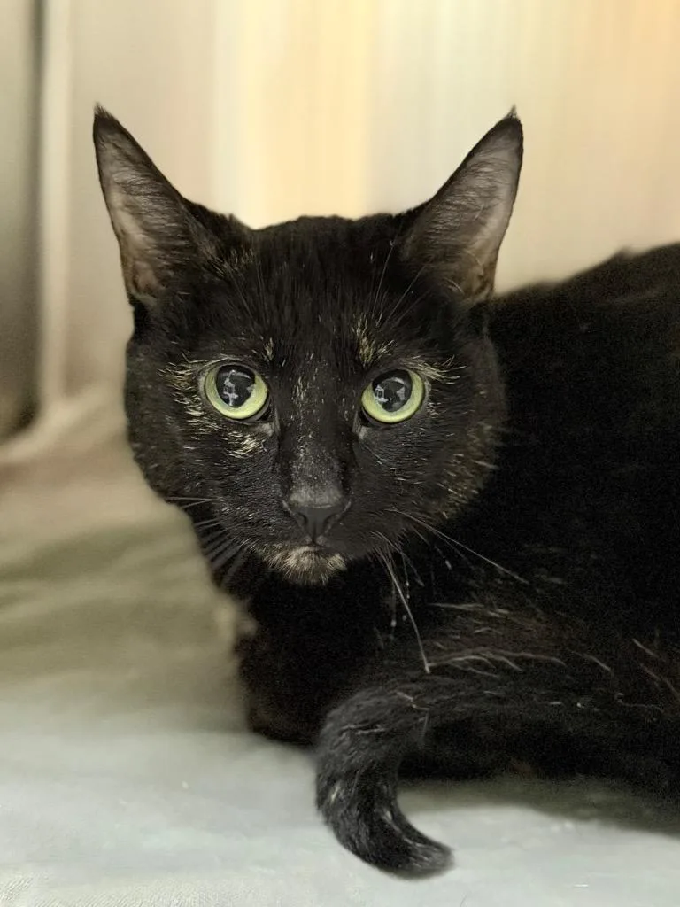 A young medium-sized female Domestic Short Hair cat named Lilac for adoption in Menomonie, WI