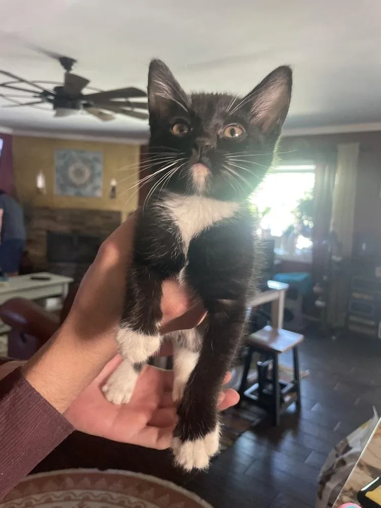 A baby small-sized female Black & White / Tuxedo Domestic Short Hair cat named Junipurr for adoption in Jemez Pueblo, NM