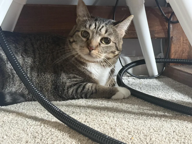 An adult large-sized female Brown / Chocolate Domestic Short Hair cat named Nyla for adoption in Medinah, IL