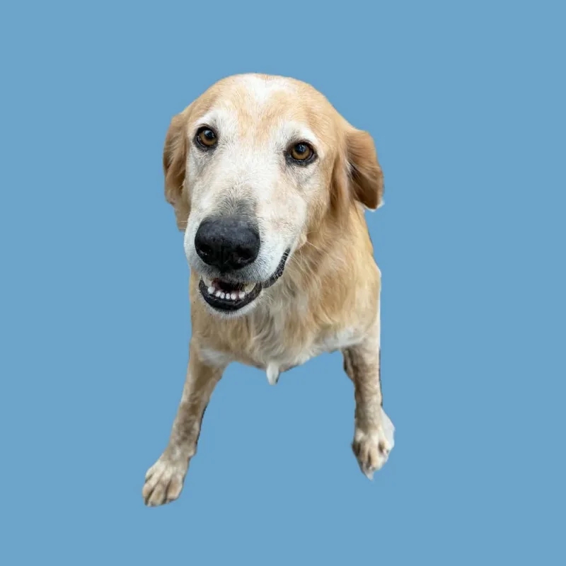 A senior large-sized male Golden Retriever dog named Moose for adoption in Caldwell, TX