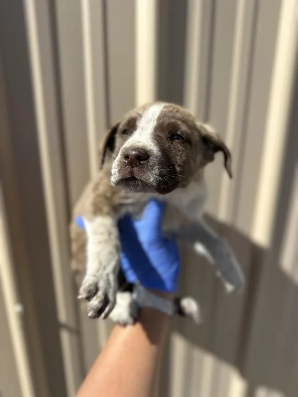 A baby small-sized male Shepherd dog named Jerry for adoption in Victorville, CA